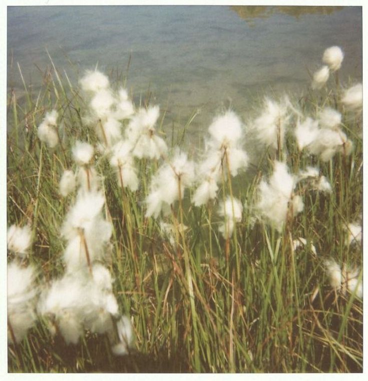 Flores de algodón junto al agua