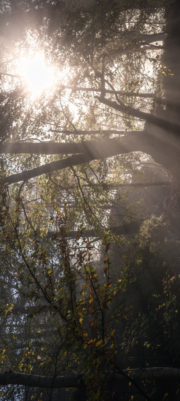 Bosque con haces de luz entre los árboles